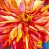 Blooming Red Orange Dahlia Flower Paint By Numbers