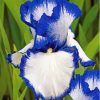 Blue White Bearded Iris Paint By Numbers