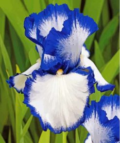 Blue White Bearded Iris Paint By Numbers