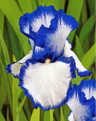 Blue White Bearded Iris Paint By Numbers