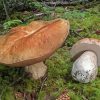 Boletus Edulis In Forest Paint By Number