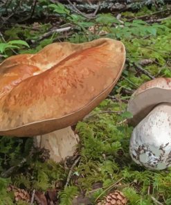 Boletus Edulis In Forest Paint By Number