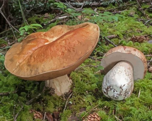 Boletus Edulis In Forest Paint By Number