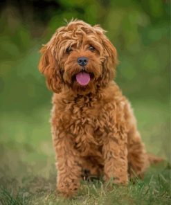 Brown Cockapoodle Dog Paint By Numbers