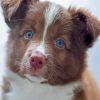 Brown Border Collie Puppy Paint By Numbers