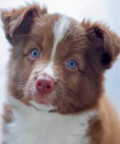 Brown Border Collie Puppy Paint By Numbers