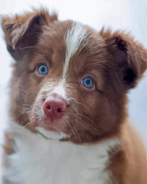 Brown Border Collie Puppy Paint By Numbers