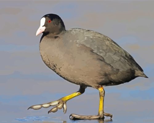 Coots Paint By Numbers