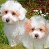 Cotton Tulear Dogs Paint By Numbers