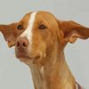 Cute Pharaoh Hound Paint By Numbers