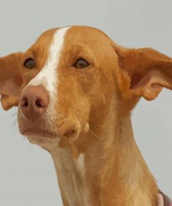 Cute Pharaoh Hound Paint By Numbers