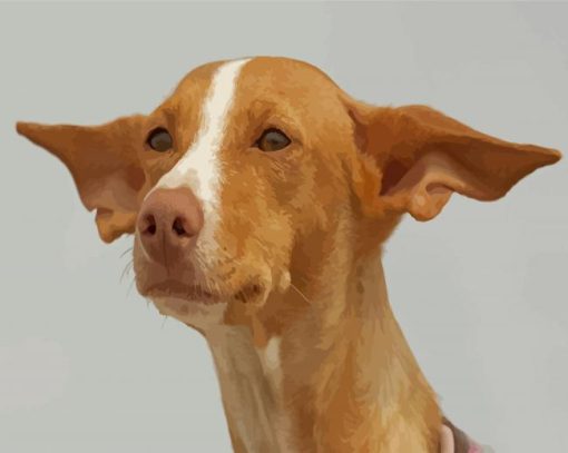 Cute Pharaoh Hound Paint By Numbers