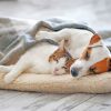 Cute Sleeping Dog And Cat Paint By Numbers
