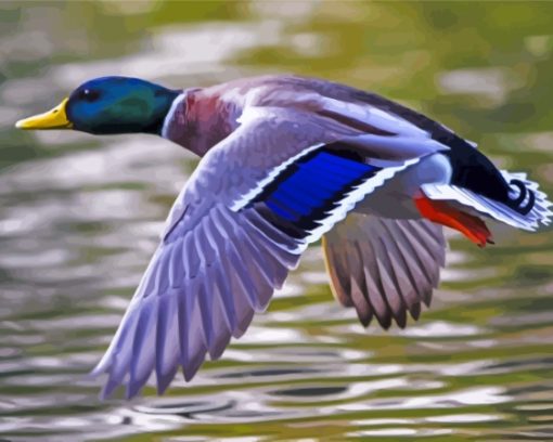 Duck Flying Paint By Numbers