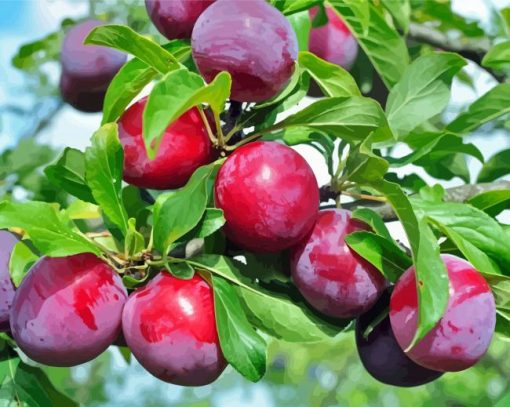 Fresh Plum Tree Paint By Numbers