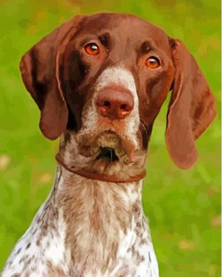 German Shorthair Dog Animal Paint By Numbers