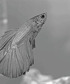 Gray Betta Fish Paint By Numbers
