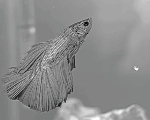 Gray Betta Fish Paint By Numbers