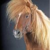 Icelandic Pony Horse Paint By Numbers