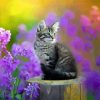 Kitten With Purple Flowers Paint By Numbers