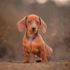 Miniature Dachshund Dog Paint By Numbers