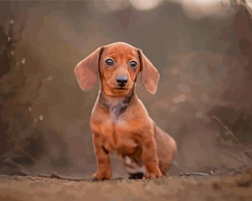 Miniature Dachshund Dog Paint By Numbers