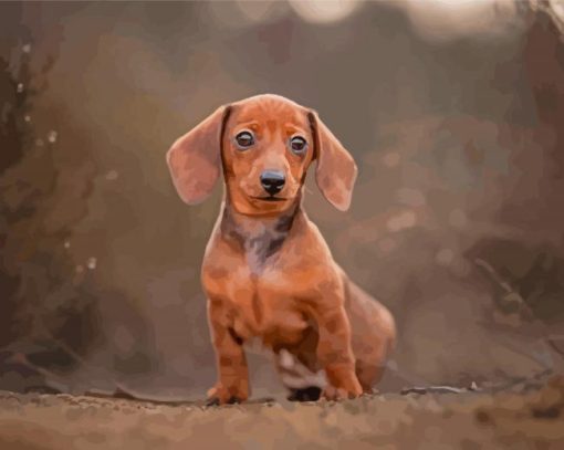 Miniature Dachshund Dog Paint By Numbers