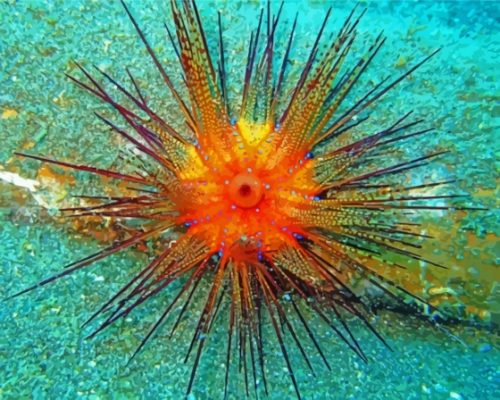 Ocean Urchin Paint By Numbers