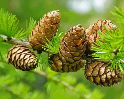 Pinecone In A Branch Paint By Numbers