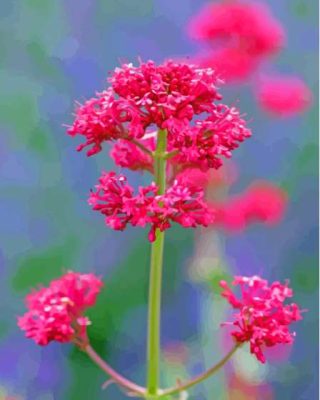 Pink Valerian Flowering Plant Paint By Numbers