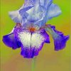 Purple Bearded Iris Flowering Plants Paint By Numbers