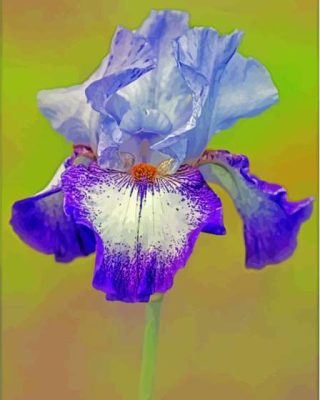 Purple Bearded Iris Flowering Plants Paint By Numbers