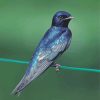 Purple Martin On Stick Paint By Numbers