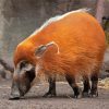 Red River Hog Animal Paint By Numbers