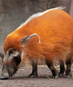 Red River Hog Animal Paint By Numbers