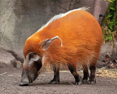 Red River Hog Animal Paint By Numbers