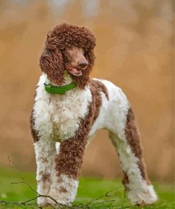 Standard Poodle Paint By Numbers