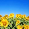 Sunflower Field And Clear Blue Sky Paint By Numbers