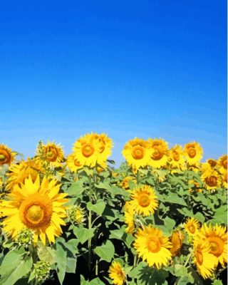 Sunflower Field And Clear Blue Sky Paint By Numbers