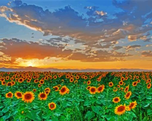 Sunflowers Field Italy Tuscany Paint By Numbers