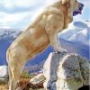 The Anatolian Shepherd Dog Paint By Numbers