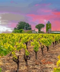 Vineyard France Sunset Paint By Numbers