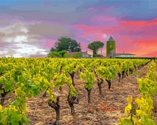 Vineyard France Sunset Paint By Numbers