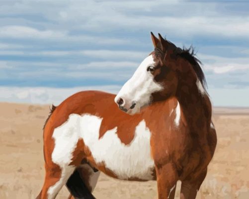 White Brown Pinto Horse Paint By Numbers