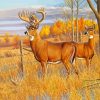 Whitetail Buck And Doe Animals Paint By Numbers