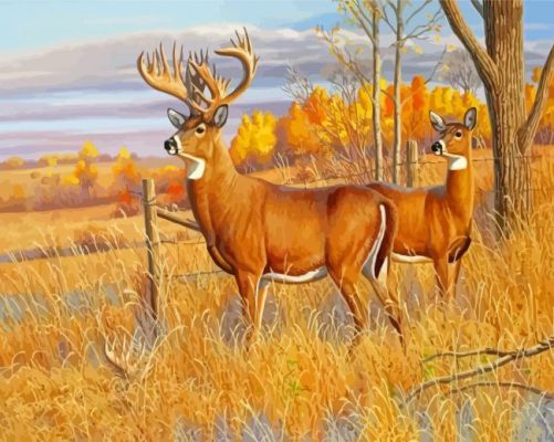 Whitetail Buck And Doe Animals Paint By Numbers