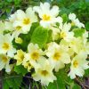 Yellow Primrose Paint By Numbers