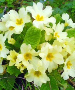 Yellow Primrose Paint By Numbers