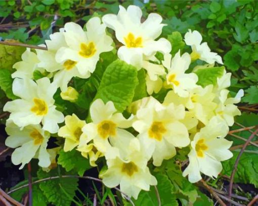 Yellow Primrose Paint By Numbers