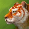 Abstract Golden Tiger Paint By Numbers